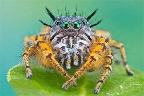 Are Spiders Carnivores or Omnivores? (Plant-eating spiders?!) – Outlife ...