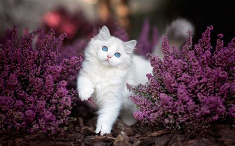 Download wallpapers Ragdoll Cat, flowers, denectic cat, kitten, white ragdoll, cute animals ...