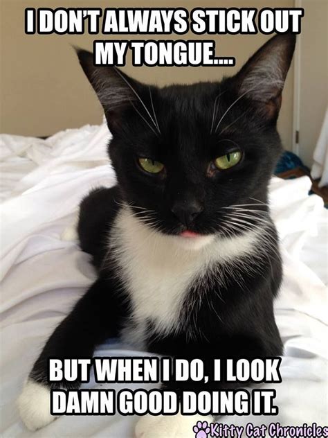 I don't always stick my tongue out... | Cat lovers humor, Cute animal memes, Cat memes