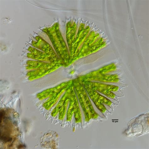 Freshwater algae identification workshop | News - Diatoms of North America