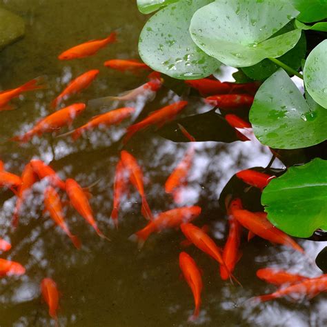 Comprehensive Guide To Goldfish Diseases | Next Day Koi