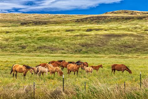 Horses of the Palouse - Explore | Palouse Region, Washington… | Flickr