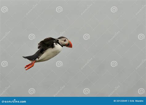 Puffin in flight stock image. Image of family, large - 33122049