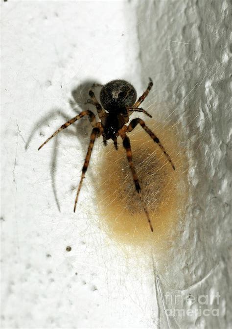 House Spider And Nest Photograph by Cordelia Molloy/science Photo Library