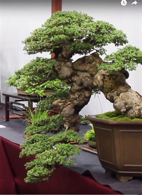 Three Shots Lifted from Oscar’s Exhibition Video | Bonsai Bark