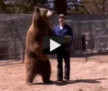 Trained Bear Attacks and Kills a Man! - AttackVideo.comAttackVideo.com