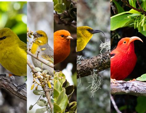 A Few of Us Among the Few of Them : Endangered Birds of Hawaii - Ian A ...