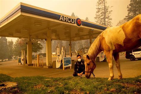 Pictures of animals rescued in the California wildfires — Quartz