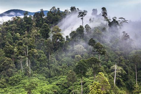 Saving the orangutans of Sumatra - BBC News