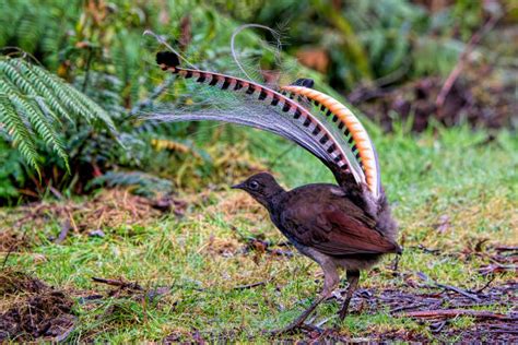 Lyrebird Stock Photos, Pictures & Royalty-Free Images - iStock