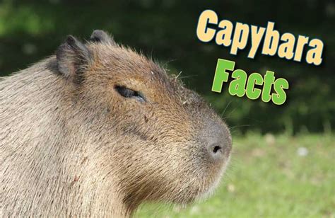 Capybara Mouth