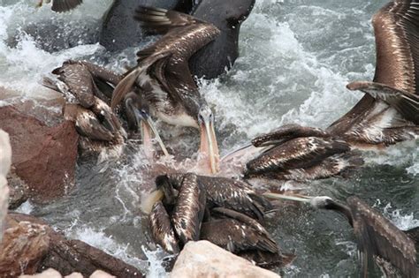 Pelican and sea lion feeding frenzy. | Arica fish market. Th… | Flickr