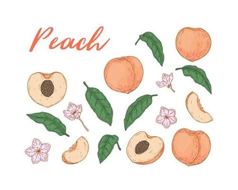 Peach Logo Vector Art, Icons, and Graphics for Free Download