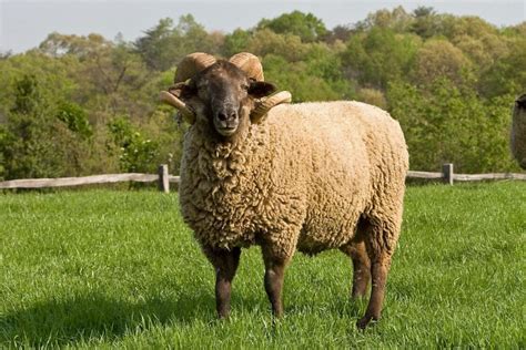 10 Brown Sheep Breeds (A to Z List with Pictures) – Fauna Facts