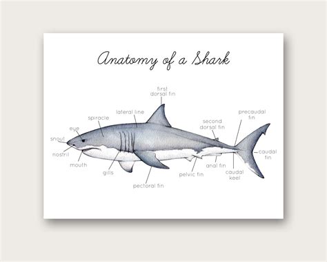 ANATOMY OF THE SHARK: ANATOMY SHEET 16 | ubicaciondepersonas.cdmx.gob.mx