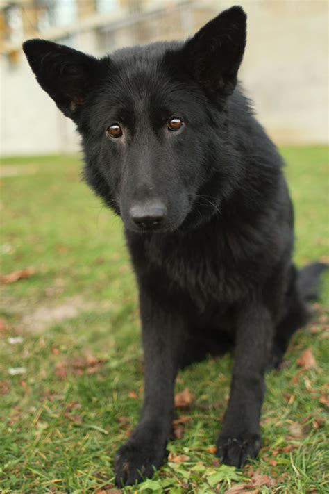 Noir - Black German Shepherd mix