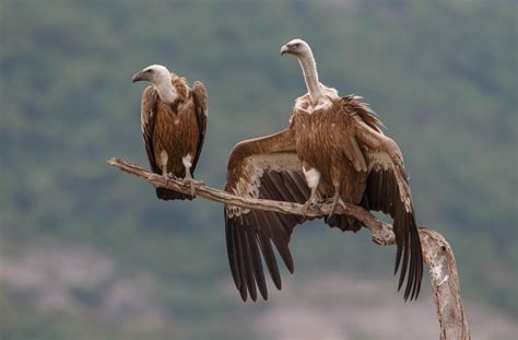 Top 175+ Endangered animals in italy - Merkantilaklubben.org