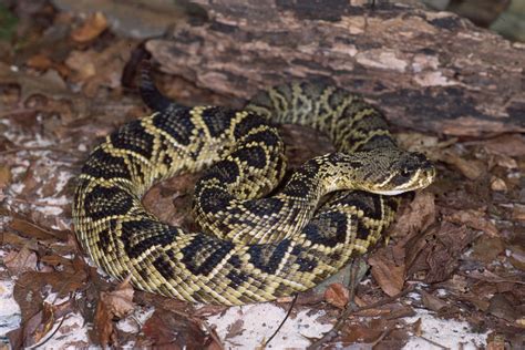 Eastern Diamondback Rattlesnake | Animals Wiki | Fandom