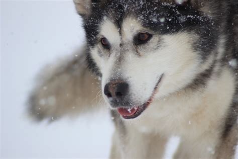 15 Best Dog Breeds for Cold Weather — Book of Dog