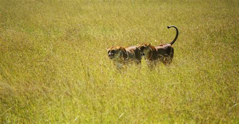 Free stock photo of hunting, lioness