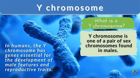 Y chromosome Definition and Examples - Biology Online Dictionary