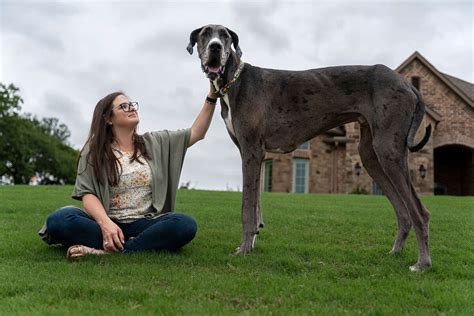 Texas Great Dane named 'Zeus' breaks Guinness World Record for world's tallest living dog