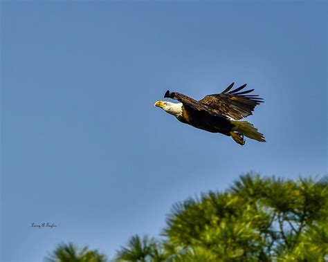 Eagle-5609-810 | Female Bald Eagle approaching her nest to r… | Flickr