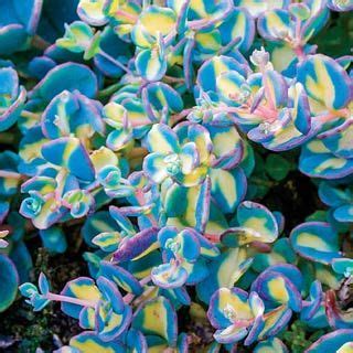 Succulent Plant Information: Variegated Creeping Blue Sedum