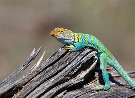 A Male Eastern Collared Lizard in Full Breeding Colors Stock Image - Image of gorgeous, full ...