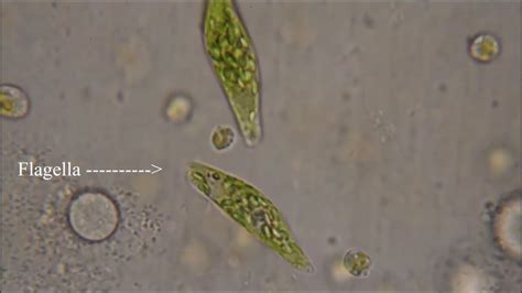 Euglena - The Flagellate - YouTube