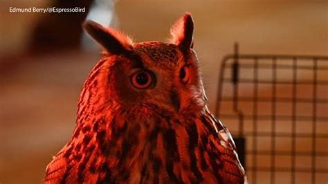 Concerns growing over Flaco, the owl that escaped the Central Park Zoo ...