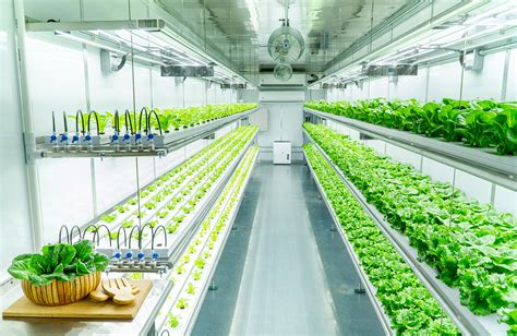 Vertical farming the Solution to the World’s Food Crisis | GP Solutions