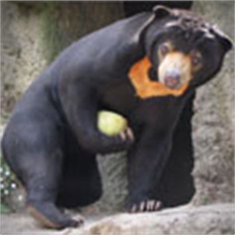 Sun Bear Diet|Sun Bear Facts|Bears Information - Animal Facts - Animals ...