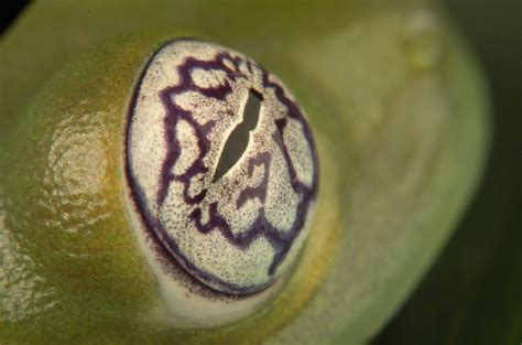 Watch Out, This Ghost Glass Frog's Got the Crazy Eyes!! | Featured Creature