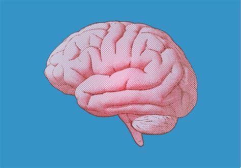 Characteristics and Function of the Raphe Nuclei - Exploring your mind