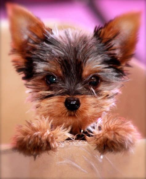 1000+ images about Yorkie puppy on Pinterest | Pets, Too cute and ...