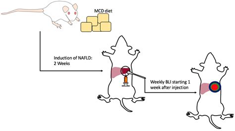 MPs | Free Full-Text | Establishment of Orthotopic Liver Tumors by Surgical Intrahepatic Tumor ...