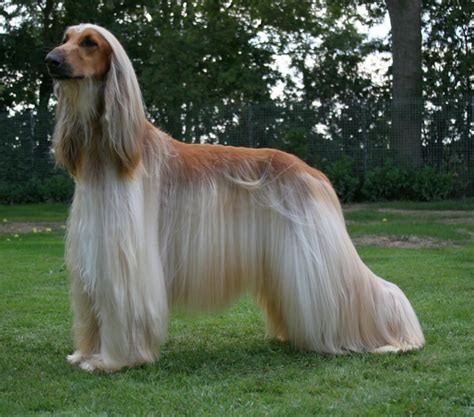 Afghan Hound Dog Reviews - real reviews from real people