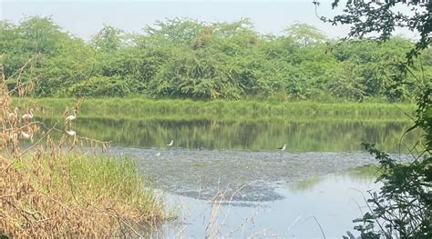 Thol lake, recognised as Ramsar site, to receive discharge from STP ...