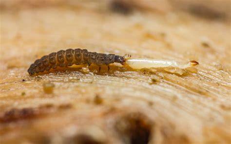 beetle larvae | One of them having a distinctly better day t… | Flickr