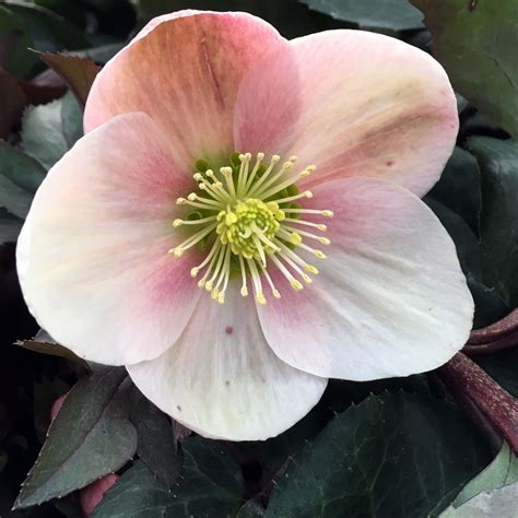 Hellebore: The Beautiful Winter Flower — Seattle's Favorite Garden ...