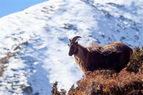 Wildlife in the Mount Everest Region | HoneyGuide