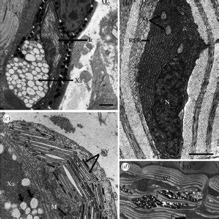 Electron micrographs of nervous tissue in adipose fin. ( a ) Nerve (Ne)... | Download Scientific ...