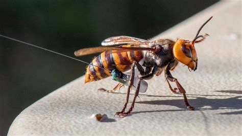 Washington State Discovers First ‘Murder Hornet’ Nest in US | Chicago News | WTTW