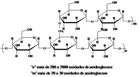 Amylopectin structure. | Download Scientific Diagram