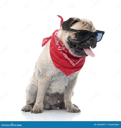 Cute Pug Wearing Sunglasses, Bandana and Panting Stock Image - Image of ...