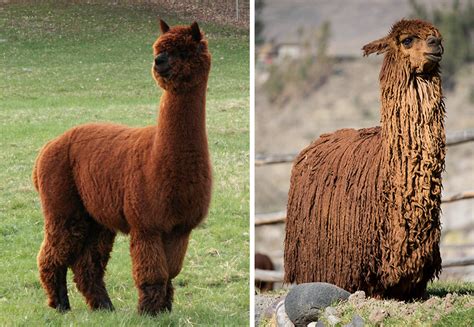 The Sartorius: ROYAL BABY ALPACA