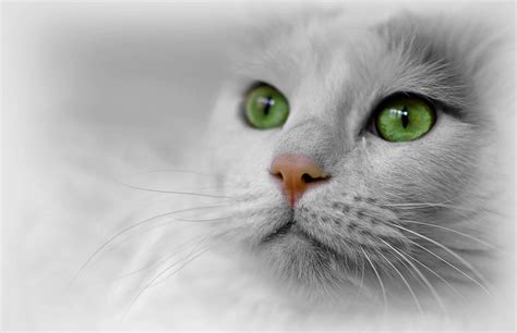 1920x1080 wallpaper | green eyes cat portrait | Peakpx