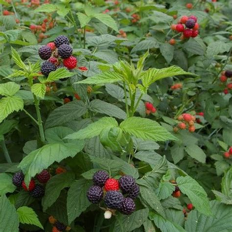 Rubus leucodermis WHITEBARK RASPBERRY, BLACKCAP – Ferri Seeds