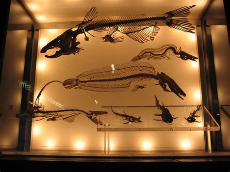 Catfish Skeletons | Exhibit at the Academy of Natural Scienc… | Flickr